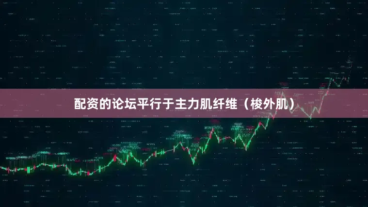 配资的论坛平行于主力肌纤维（梭外肌）